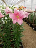 [4116 Dancing Lady Mak No01.JPG]